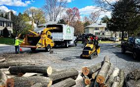 Trusted Siesta Key, FL Tree Removal and Landscaping Services Experts